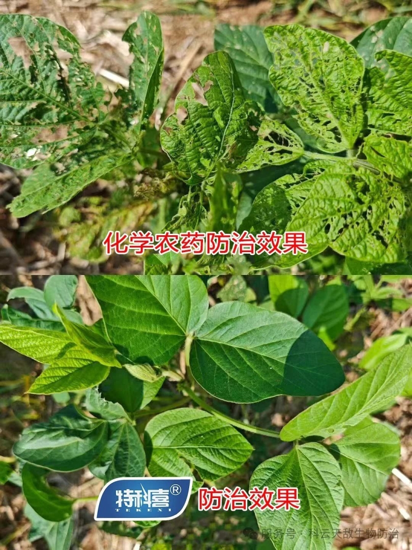 科云®特科喜®甜菜夜蛾核型多角體病毒防治甜菜夜蛾效果，得到全省生物防治“三進”行動專家教授的一致肯定